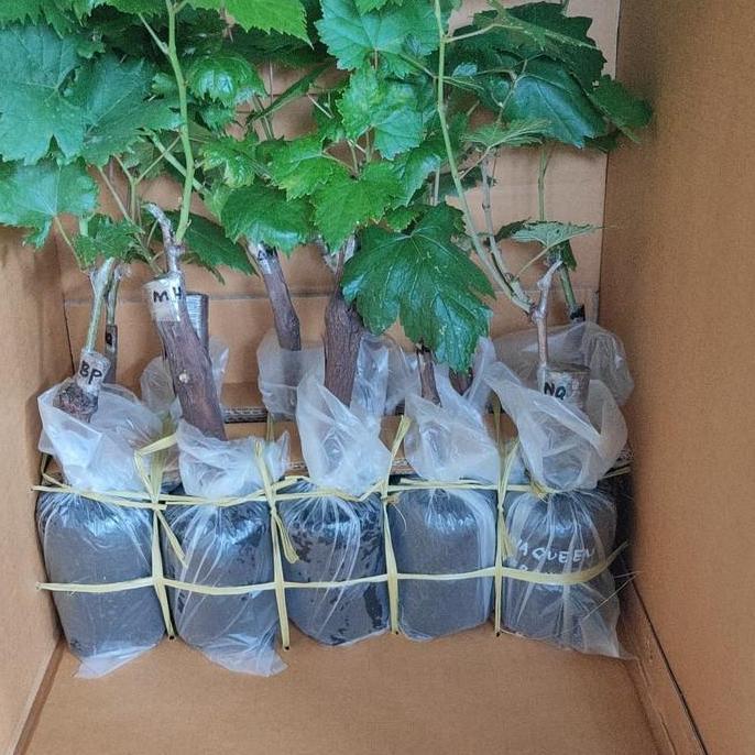 bibit anggur import moondrop original