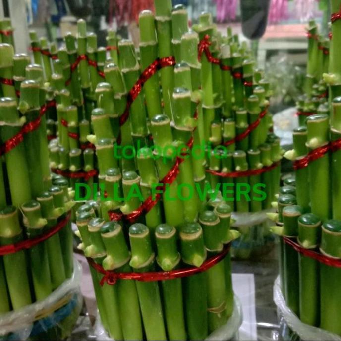 TERMURAH - bunga bambu Sri rejeki/bambu hoki/bambu imlek