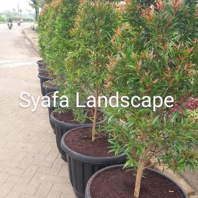 Terlaris Paket 10 Pohon Pucuk Merah Tinggi 1,5 M + Pot 60 Cm