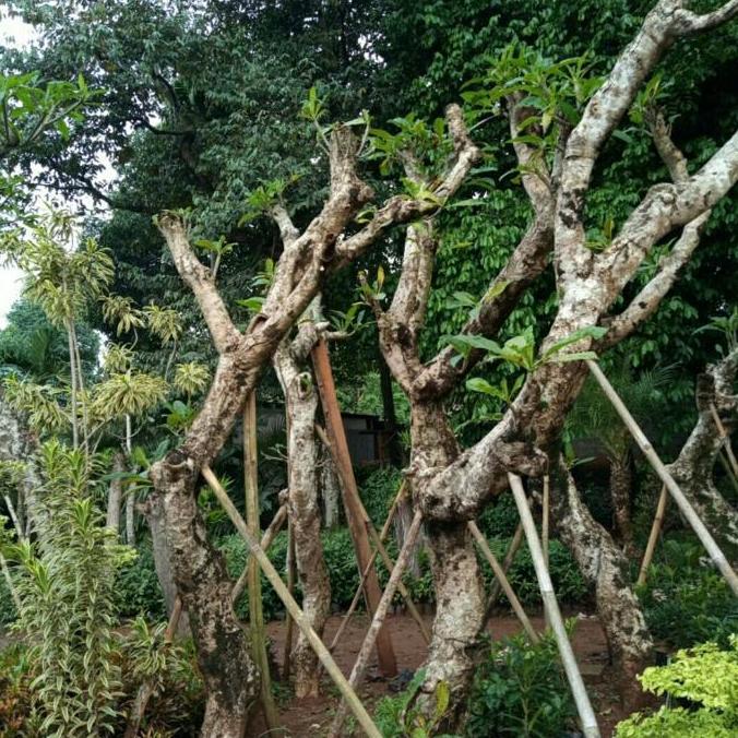 Terlaris Pohon Kamboja Fosil Besar/Pohon Kamboja Posil