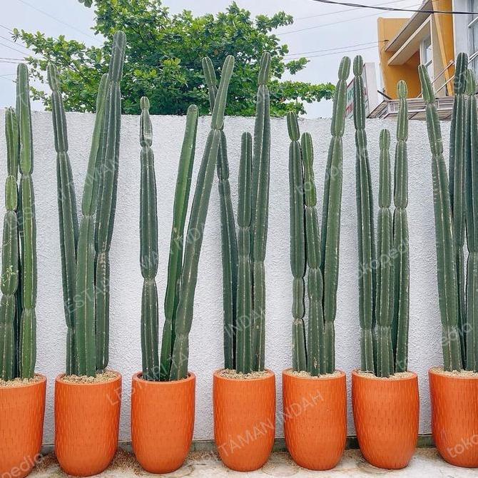 Terlaris Tanaman Kaktus Koboi Tinggi 2 Meter Kaktus Koboi 2 Meter Kaktus Hias