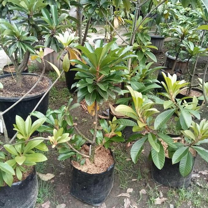 Terlaris Bibit Pohon Mamey Sapote Berbuah/Pohon Mamey Sapote Terlaris