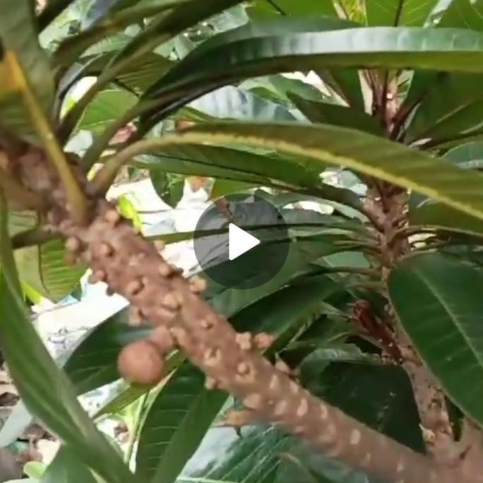 Terlaris Pohon Mamey Sapote Jenis Magana Berbuah/ Bibit Mamey Sapote Siap Buah