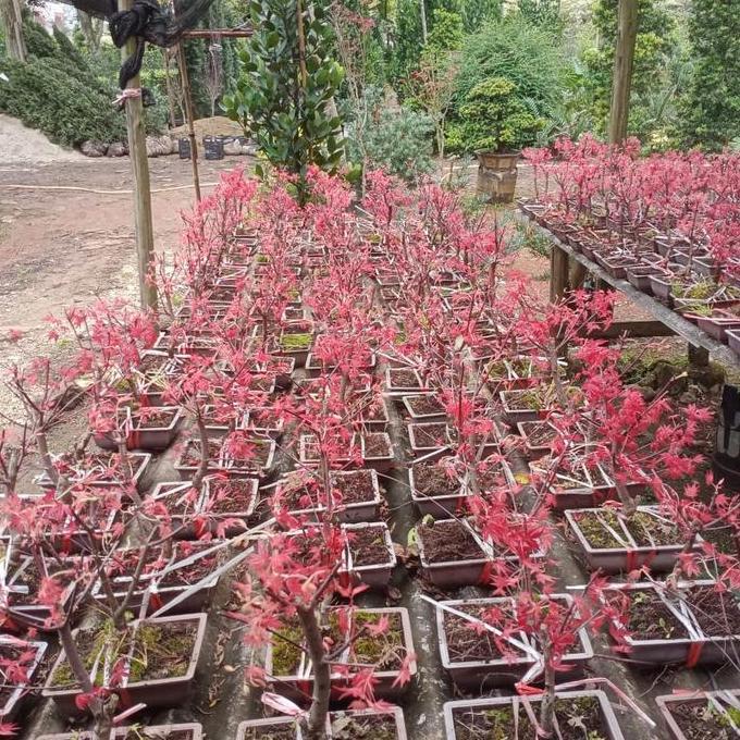 Terlaris Japanese Red Maple Atau Bonsai Japanese Red Maple