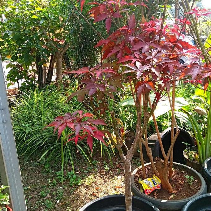 Terlaris Tanaman Hias Pohon Maple Size Besar Jumbo Original Maple