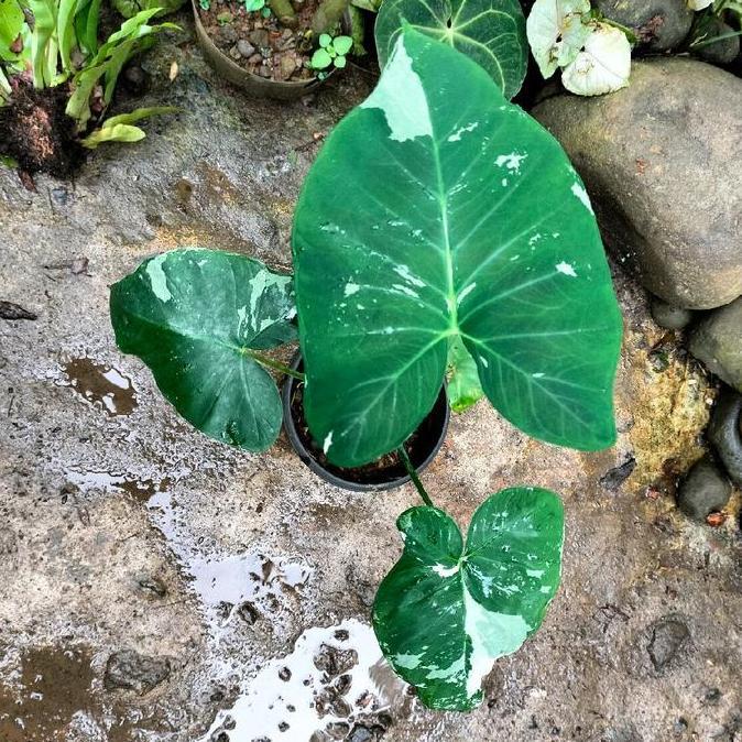 Terlaris Tanaman Hias Talas Xanthosoma Varigata