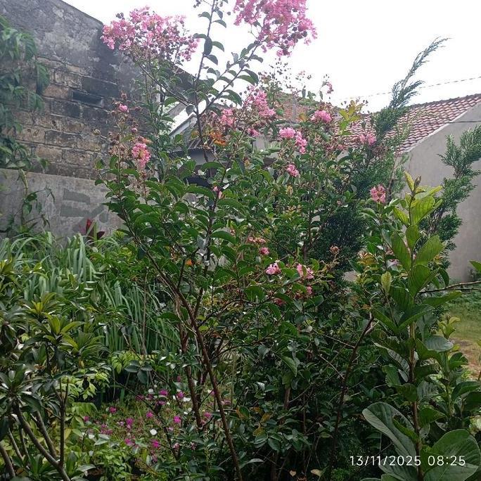 Terlaris Pohon Sakura Bungur / Tanaman Sakura Bungur