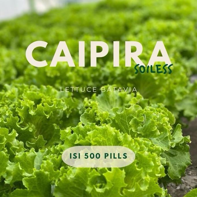 benih lettuce caipira pills isi 500 pills HJ