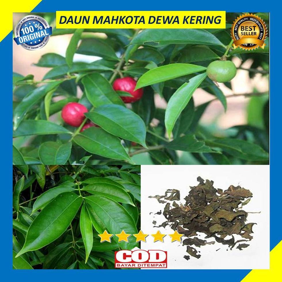 Daun Mahkota Dewa Kering 100 Gram Obat Herbal