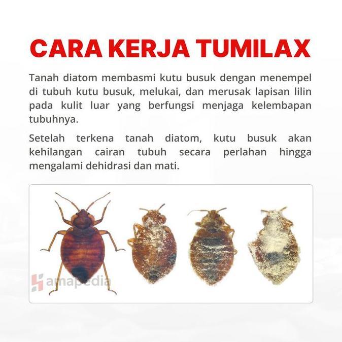 WANIMAYUR - PEMBASMI KUTU KASUR TANAH DIATOMACEOUS EARTH / ANTI TUNGAU KUTU BUSUK ALAMI