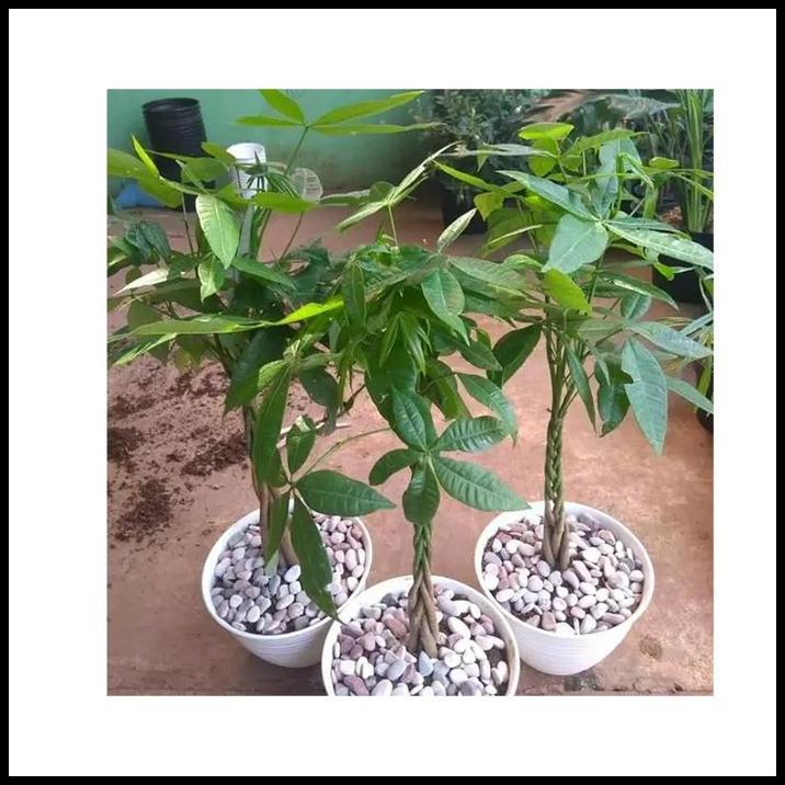 DISKON BIBIT BAHAN BONSAI TANAMAN HOKI PACHIRA /POHON DUIT / POHON UANG 