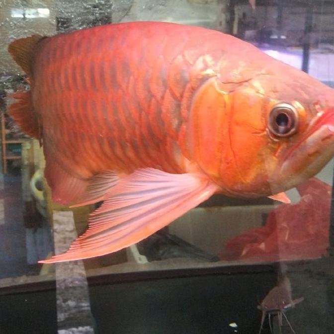 Arwana Super Red Special Spek Unik jumbo