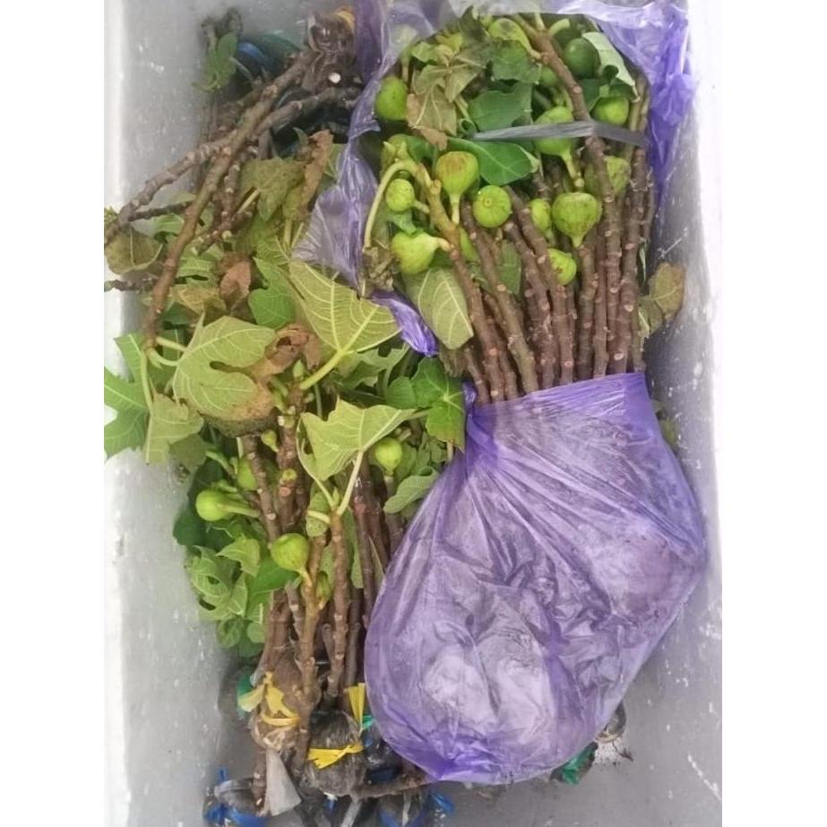 Bibit Buah Tin Fresh Cangkok Sudah Berbuah