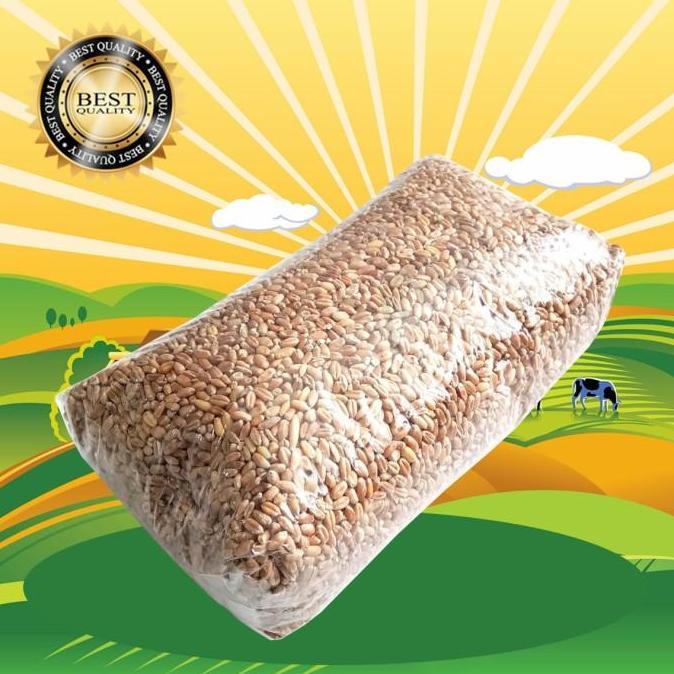 Benih Gandum 1 KG / Benih Catgrass / Rumput Kucing / Wheatgrass