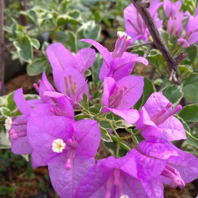 tanaman bougenville variegata