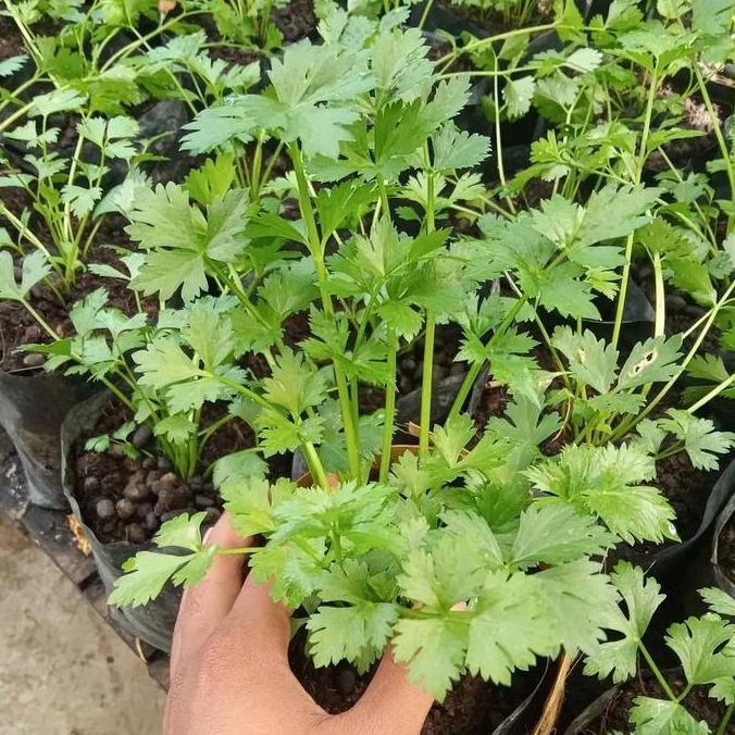 bibit tanaman ketumbar hidup berakar