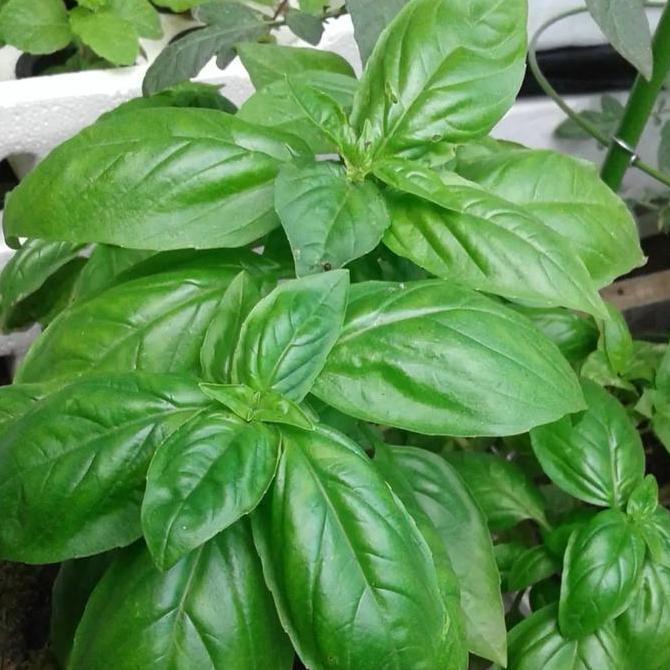 tanaman sweet basil/bibit tanaman sweet basil
