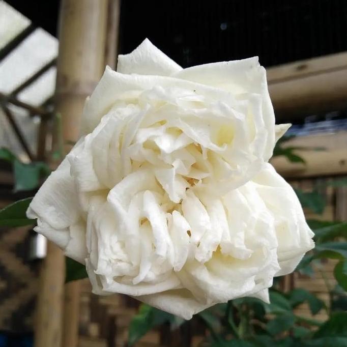 tanaman bunga mawar kampung putih wangi