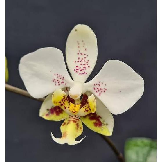[ REMAJA ] Phalaenopsis stuartiana