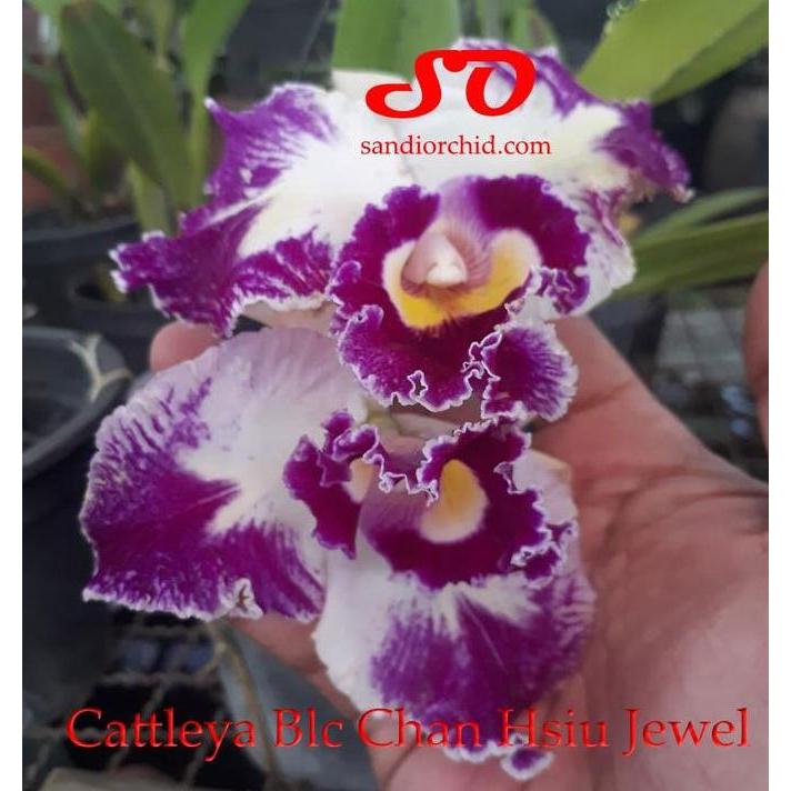 Cattleya Lc Chan Hsiu Jewel
