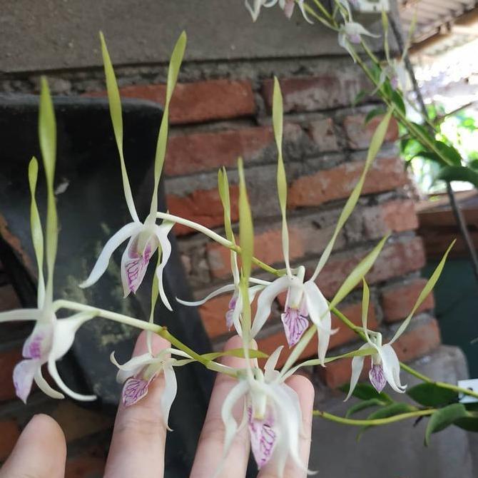 Dendrobium antennatum "longhorn" JUNGLE RAWATAN