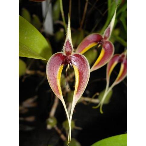 [ DEWASA ] Bulbophyllum blumei | Bulbophyllum maxillare