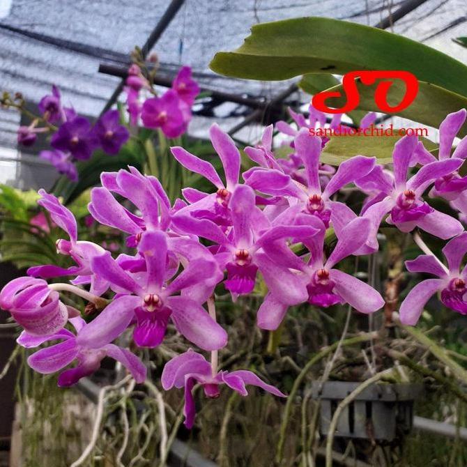 [ DEWASA ] Vandachostylis Azure ( Rhynchostylis gigantea x Vanda coerulea )