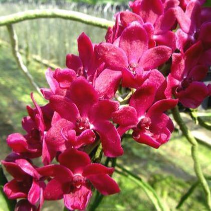 Rhynchostylis gigantea 'Red' DEWASA