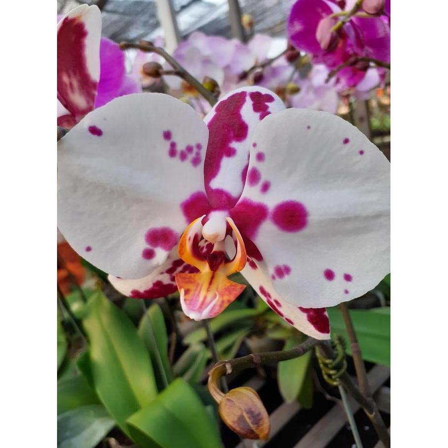 Anggrek bulan putih totol ungu