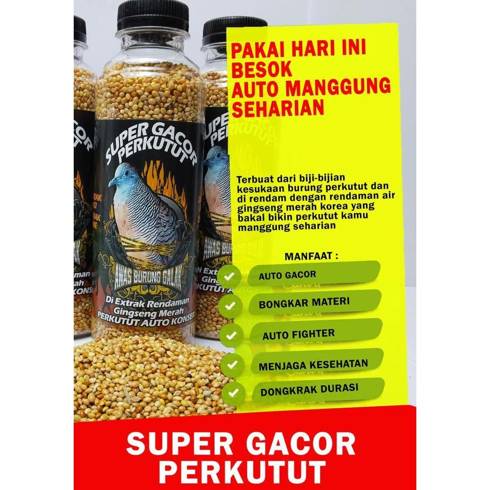 Kicaudor- Pakan Perkutut Super Gacor Perkutut Auto Manggung