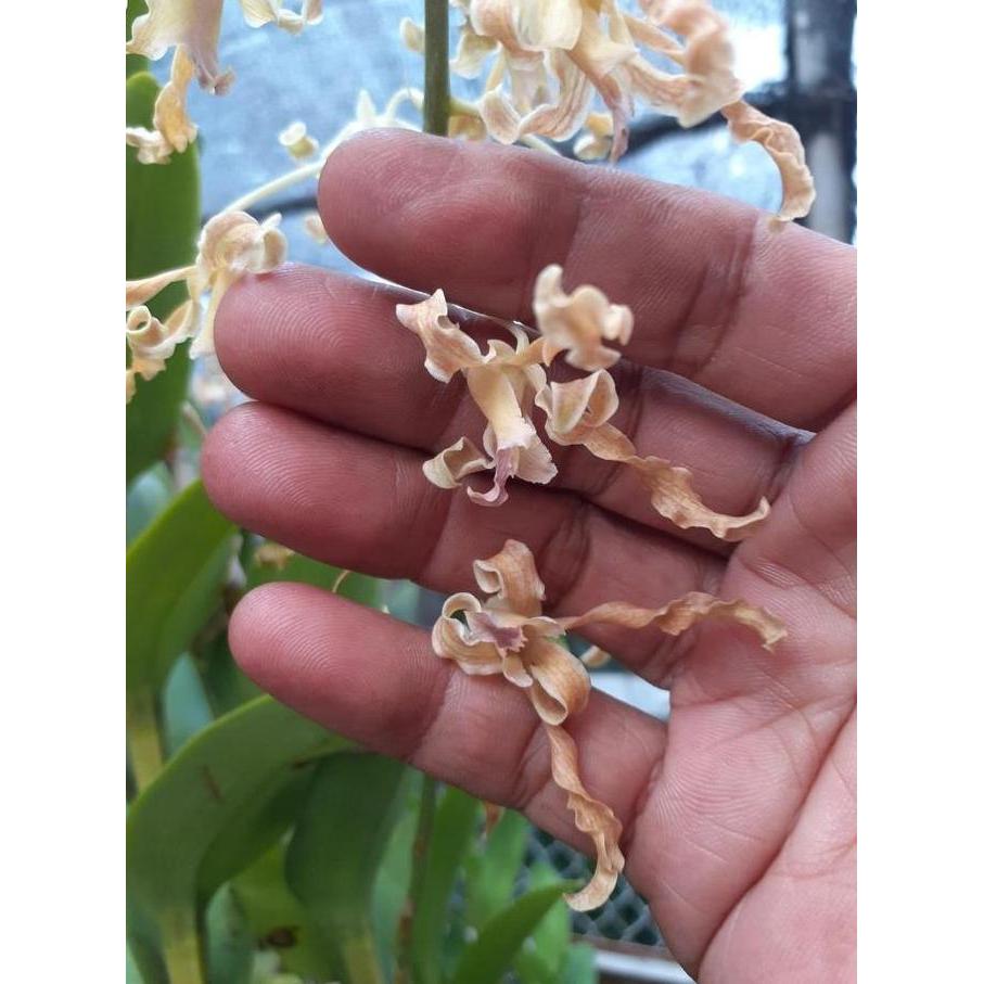 [ DEWASA ] Dendrobium Discolor Merauke