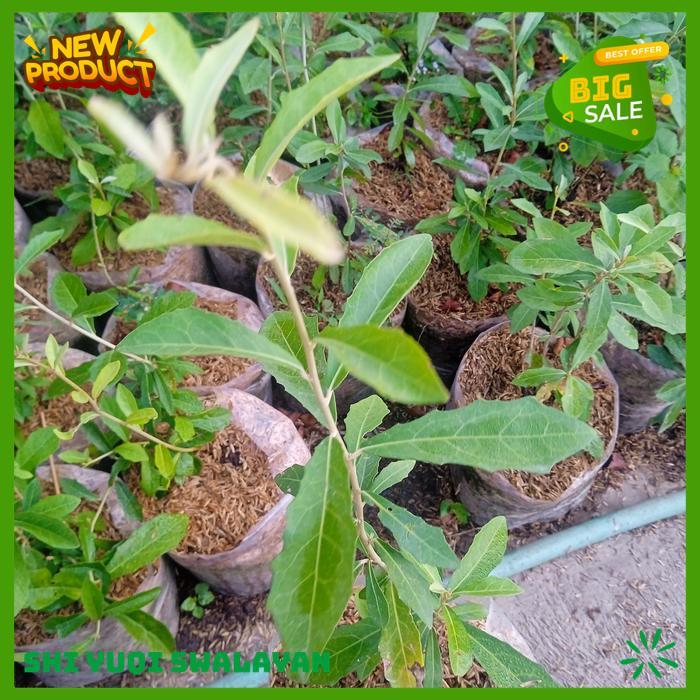 LEE KWAN YEW TANAMAN HIAS LEE KWAN YEW BIJI BENIH TANAMAN YEW HIGHT CLASS 