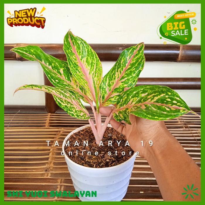 TANAMAN HIAS AGLONEMA BUTTERFLY BIJI BENIH TANAMAN AGLONEMA HIGHT QUALITY 