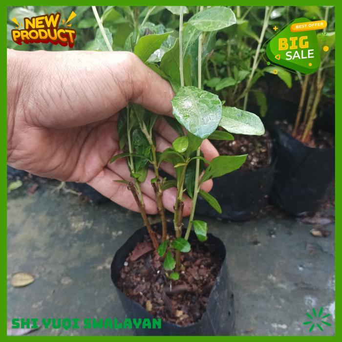 TANAMAN HIAS LEE KWAN YEW KUAN YU MENJUNTAI BIJI BENIH TANAMAN LEE BEST PRODUK 