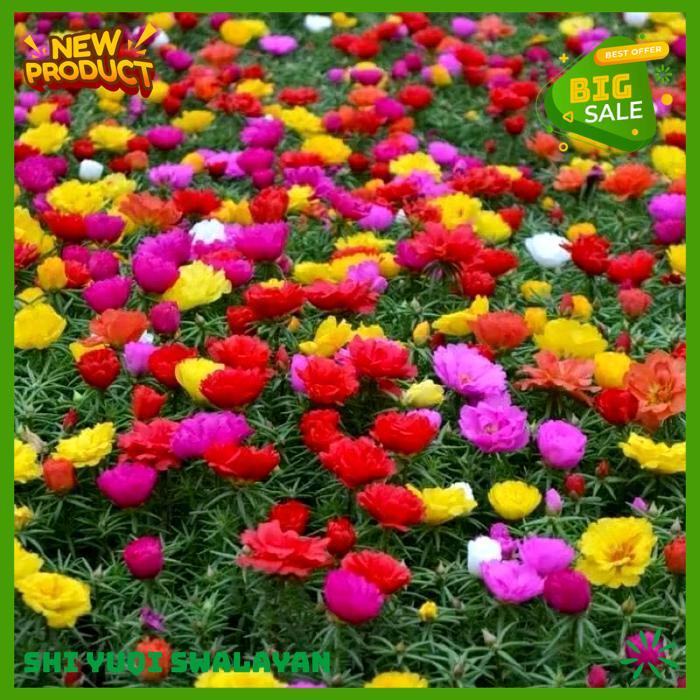 100 BIJI BUNGA KROKOT MAWAR TUMPUK BERANEKA WARNA BIJI BENIH TANAMAN BUNGA KUALITAS BERKELAS 