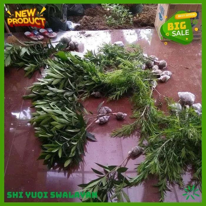 CEMARA UDANG TANAMAN HIAS BIJI BENIH TANAMAN TANAMAN KUALITAS BERKELAS 