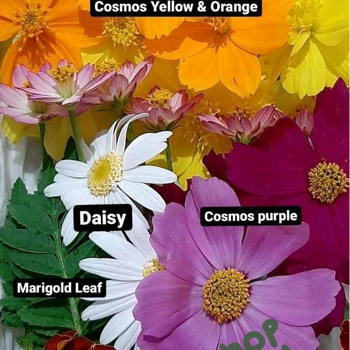 Edible flowers / efible flower / mixed edible flower