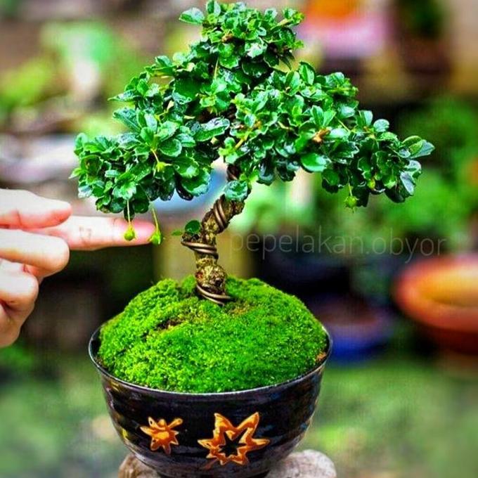 Bonsai Hokiantea Bonsai Mame Hokianti Siap Pajang Sudah berbunga Bonsai Koleksi Terbaik murah