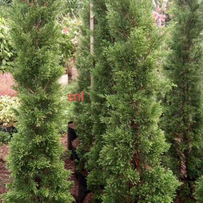 Tanaman hias Cemara lilin 2meter/Cemara natal murah