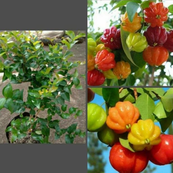 bibit pohon dewandaru sianto