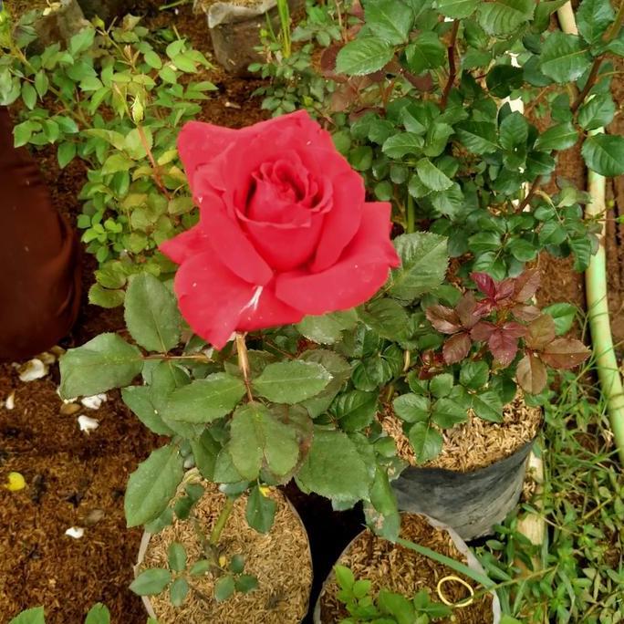 Bunga Mawar / Rose Merah Luna Tanaman Hias rumah dan halaman taman
