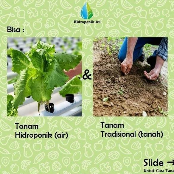 Bibit / Benih Melon Madesta (5 Butir) Cap Panah Merah - Hidroponik ku