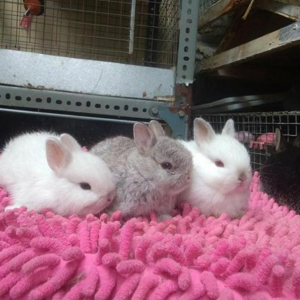 Sale Kelinci Mini Nd Multiwarna