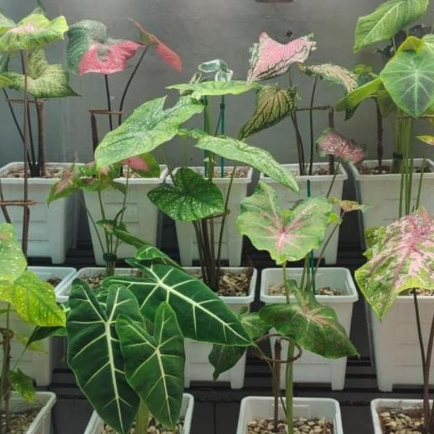 turus penyangga tanaman Keladi