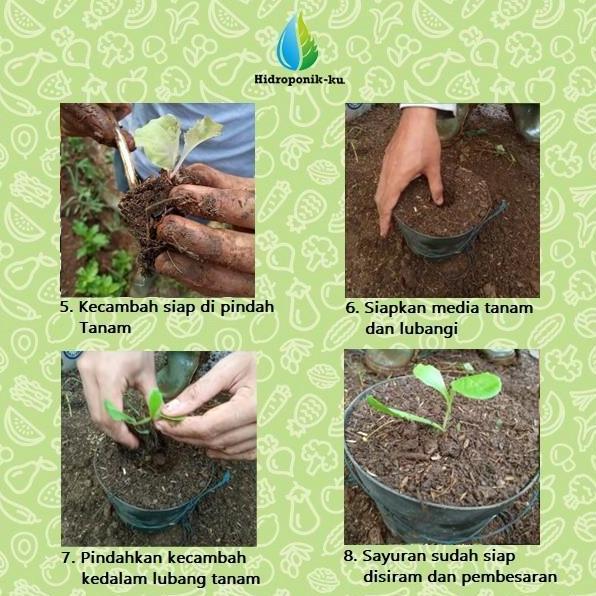 Bibit / Benih Terong Putih (30 Butir) Cap Panah Merah Hidroponik ku