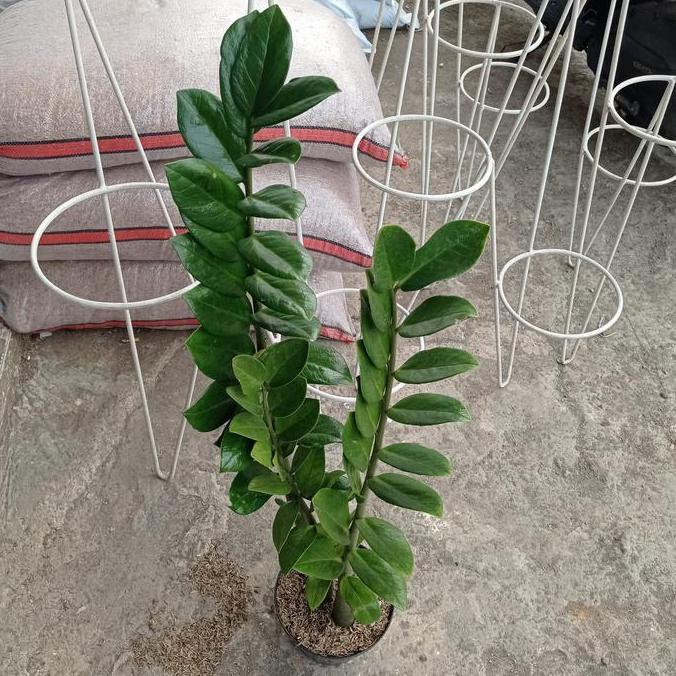 Abcd- Tanaman Zz Plant