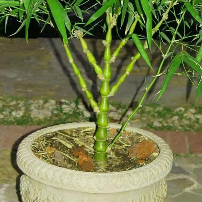 tanaman bambu botol(bambu tasbih)
