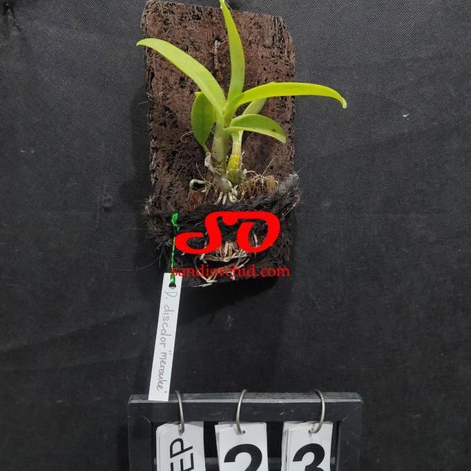 Whyyou- [ Remaja ] Dendrobium Discolor Merauke Keindahan Eksotis Dari Timur Indonesia