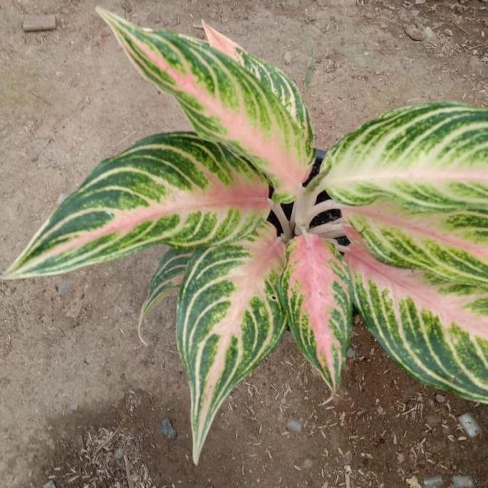 TERBARU - Aglonema pink sunset remaja aglonema ready surabaya