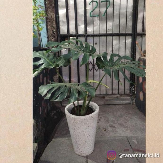 BEBAS ONGKIR - Monstera king remaja 4daun